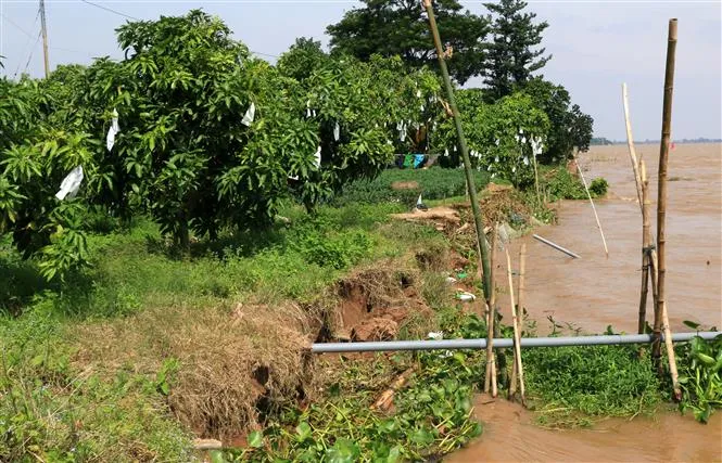 Đồng Tháp di dời nhiều hộ dân vì sạt lở - Ảnh 4. Đồng Tháp di dời nhiều hộ dân vì sạt lở - Ảnh 4.