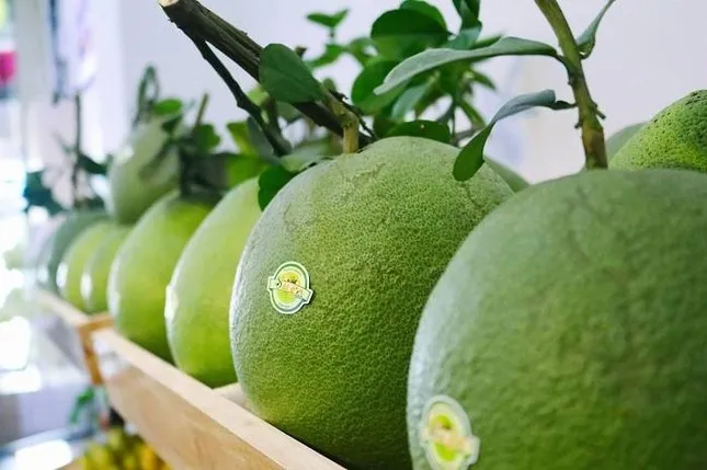 Trái bưởi Việt Nam xuất sang Mỹ cần đáp ứng điều kiện gì? - Ảnh 1. Trái bưởi Việt Nam xuất sang Mỹ cần đáp ứng điều kiện gì? - Ảnh 1.