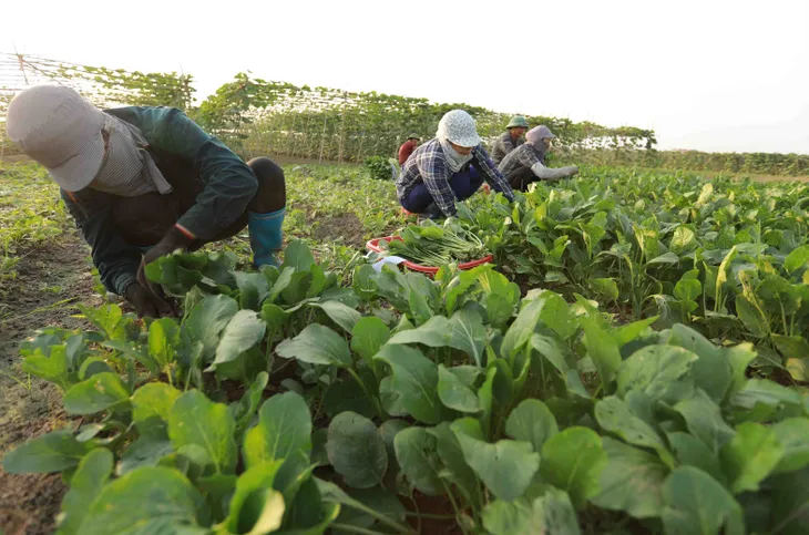 Kẽ hở giúp rau bẩn “đội lốt” VietGAP vào siêu thị? - Ảnh 1. Kẽ hở giúp rau bẩn “đội lốt” VietGAP vào siêu thị? - Ảnh 1.