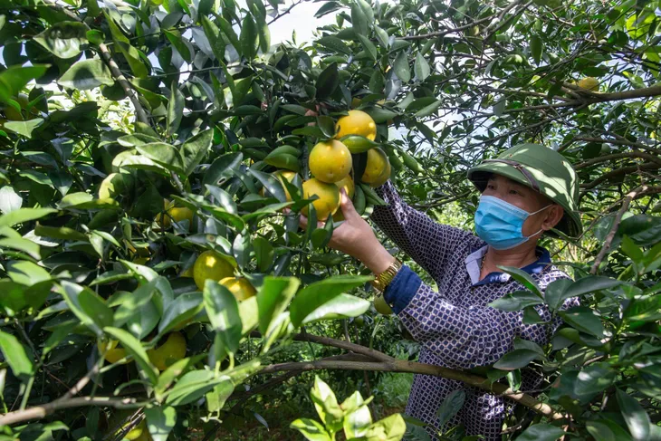 Cam Cao Phong khẳng định thương hiệu - Ảnh 1. Cam Cao Phong khẳng định thương hiệu - Ảnh 1.