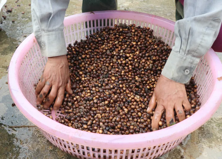 Rộn ràng mùa thu nhặt hạt dẻ trong đại ngàn Mường Phăng - Ảnh 3. Rộn ràng mùa thu nhặt hạt dẻ trong đại ngàn Mường Phăng - Ảnh 3.