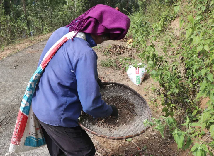 Rộn ràng mùa thu nhặt hạt dẻ trong đại ngàn Mường Phăng - Ảnh 2. Rộn ràng mùa thu nhặt hạt dẻ trong đại ngàn Mường Phăng - Ảnh 2.