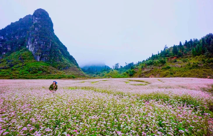 Đảm bảo an toàn giao thông dịp Lễ hội hoa tam giác mạch - Ảnh 4. Đảm bảo an toàn giao thông dịp Lễ hội hoa tam giác mạch - Ảnh 4.