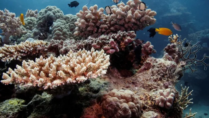 Rạn san hô Great Barrier ở Australia nên nằm trong danh sách đang gặp nguy hiểm - Ảnh 1. Rạn san hô Great Barrier ở Australia nên nằm trong danh sách đang gặp nguy hiểm - Ảnh 1.