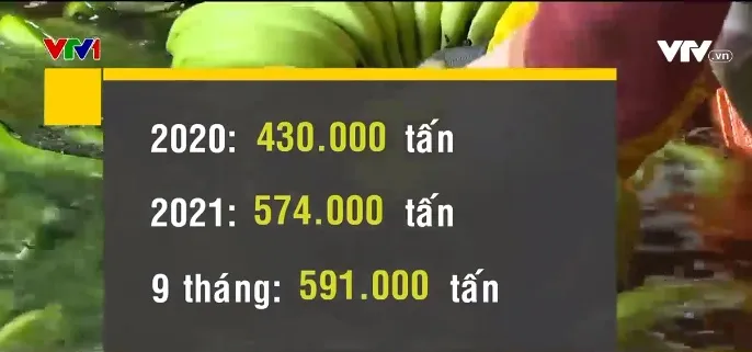Chuối tươi Việt Nam rộng đường xuất khẩu sang Trung Quốc - Ảnh 2. Chuối tươi Việt Nam rộng đường xuất khẩu sang Trung Quốc - Ảnh 2.