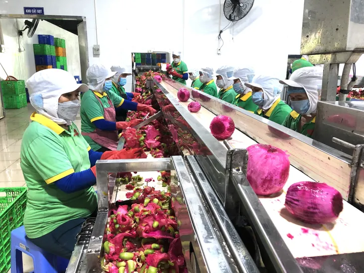 Nghị định thư xuất khẩu chuối sang Trung Quốc: Cơ hội mở rộng thị trường nông sản - Ảnh 2. Nghị định thư xuất khẩu chuối sang Trung Quốc: Cơ hội mở rộng thị trường nông sản - Ảnh 2.