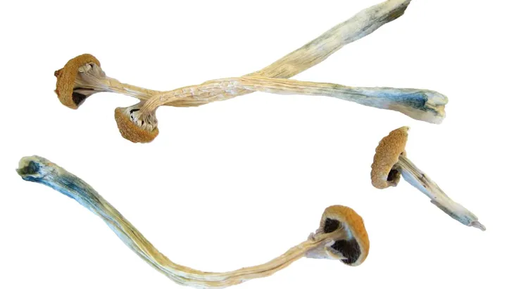 Chất gây ảo giác trong nấm ma thuật có thể giúp giảm trầm cảm - Ảnh 1. Chất gây ảo giác trong nấm ma thuật có thể giúp giảm trầm cảm - Ảnh 1.