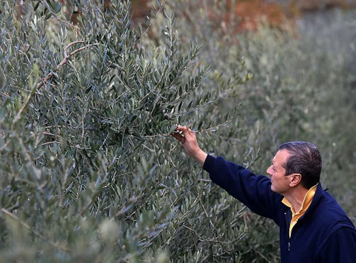 Khủng hoảng olive do hạn hán nghiêm trọng tại châu Âu - Ảnh 1. Khủng hoảng olive do hạn hán nghiêm trọng tại châu Âu - Ảnh 1.