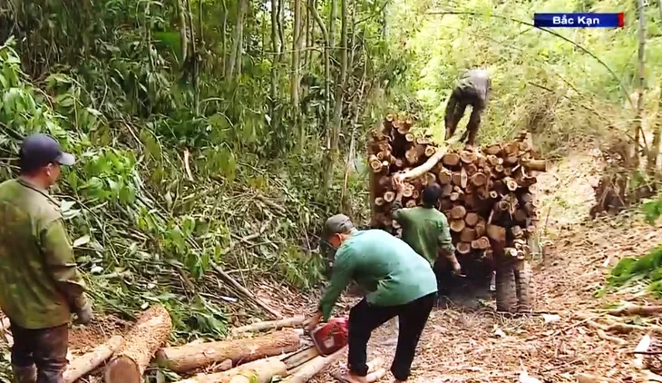 Khai thác rừng non và những hệ lụy - Ảnh 2.