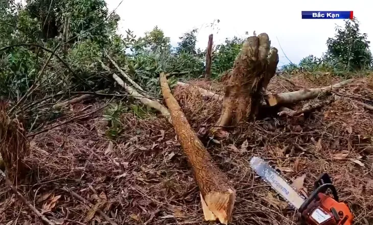 Khai thác rừng non và những hệ lụy - Ảnh 1.