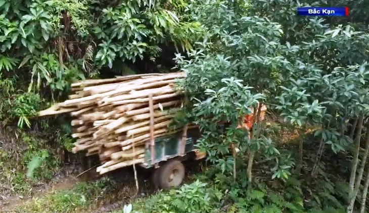 Khai thác rừng non và những hệ lụy - Ảnh 5.
