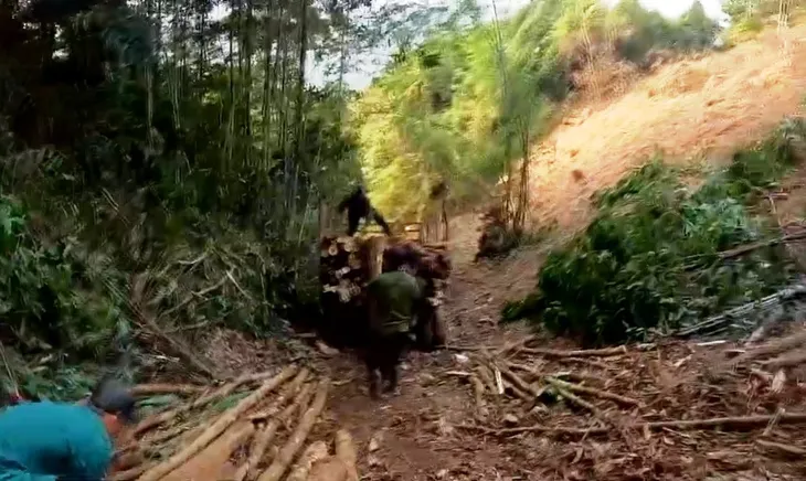 Khai thác rừng non và những hệ lụy - Ảnh 3.