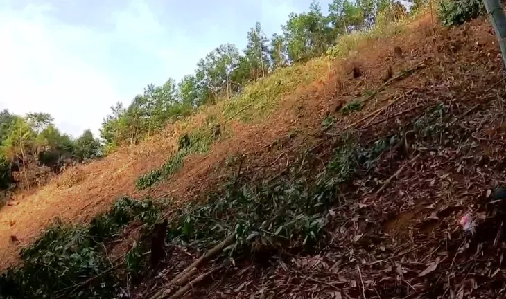 Khai thác rừng non và những hệ lụy - Ảnh 6.