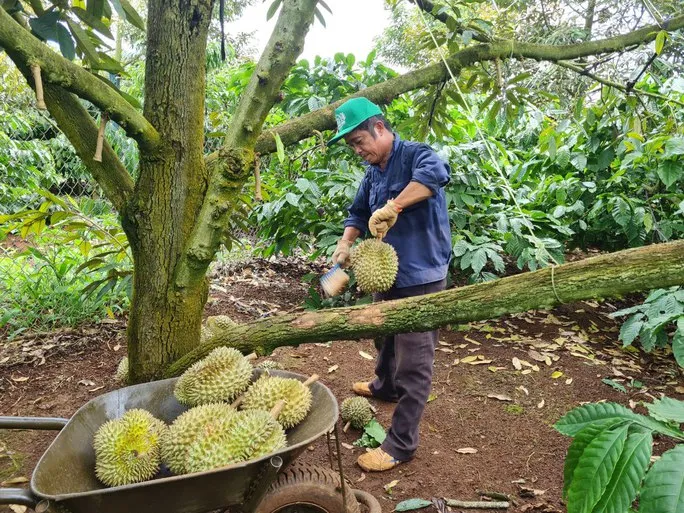 Diện tích tăng quá nóng, sầu riêng có thể thành sầu chung - Ảnh 1. Diện tích tăng quá nóng, sầu riêng có thể thành sầu chung - Ảnh 1.