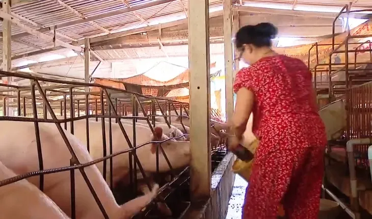 Không chủ quan trước dịch tả lợn châu Phi - Ảnh 1. Không chủ quan trước dịch tả lợn châu Phi - Ảnh 1.