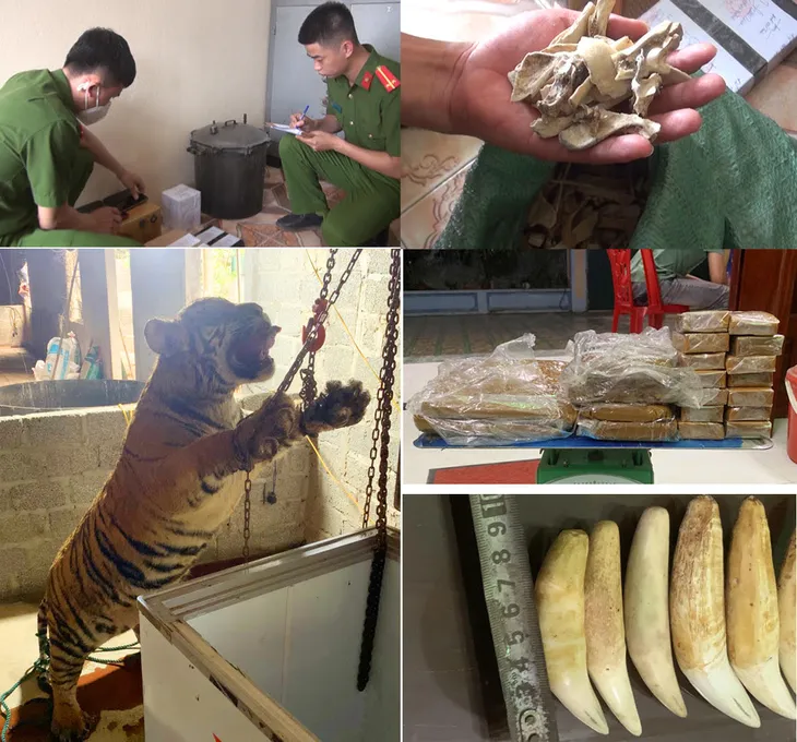 Thanh Hoá: Xét xử đối tượng mua, bán, vận chuyển một cá thể hổ để nấu cao - Ảnh 1. Thanh Hoá: Xét xử đối tượng mua, bán, vận chuyển một cá thể hổ để nấu cao - Ảnh 1.