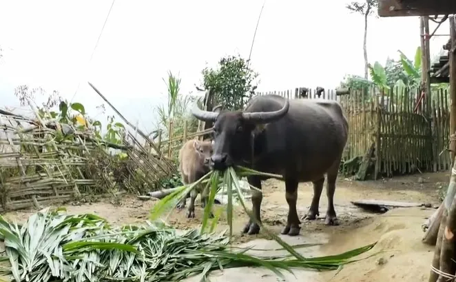 Từ tháng 12, các đợt không khí lạnh sẽ nhiều hơn, Tết Nguyên đán có thể trời rét - Ảnh 1. Từ tháng 12, các đợt không khí lạnh sẽ nhiều hơn, Tết Nguyên đán có thể trời rét - Ảnh 1.