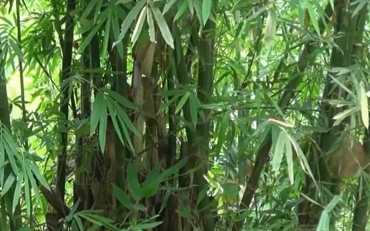 Nhà ở bằng tre giúp người dân chống chọi thiên tai - Ảnh 2. Nhà ở bằng tre giúp người dân chống chọi thiên tai - Ảnh 2.