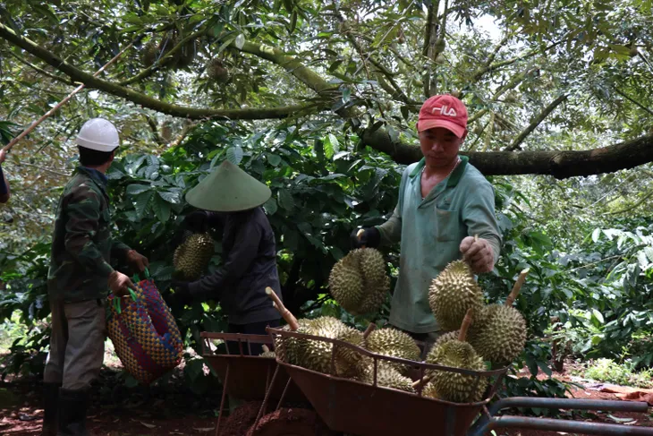 Chặt phá cây trồng khác trồng sầu riêng: Lo ngại phát triển nóng và hệ lụy - Ảnh 1. Chặt phá cây trồng khác trồng sầu riêng: Lo ngại phát triển nóng và hệ lụy - Ảnh 1.