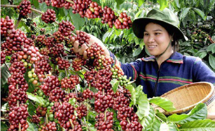 EU cấm nhập khẩu các sản phẩm thúc đẩy nạn phá rừng - Ảnh 1. EU cấm nhập khẩu các sản phẩm thúc đẩy nạn phá rừng - Ảnh 1.