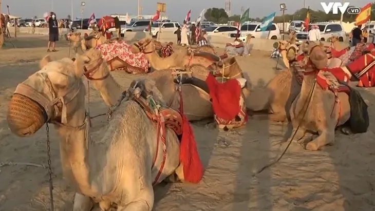 Lạc đà Qatar tăng ca phục vụ du khách - Ảnh 2. Lạc đà Qatar tăng ca phục vụ du khách - Ảnh 2.