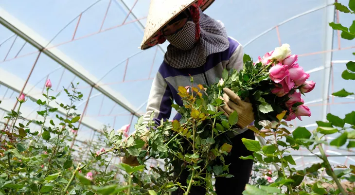 Giá hoa hồng Đà Lạt cho ngày Valentine tăng gấp từ 2 - 3 lần - Ảnh 1.