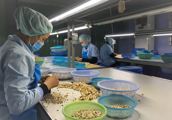 Doanh nghiệp cần quản lý chặt mã sản phẩm được cấp phép xuất khẩu vào Trung Quốc - Ảnh 1. Doanh nghiệp cần quản lý chặt mã sản phẩm được cấp phép xuất khẩu vào Trung Quốc - Ảnh 1.