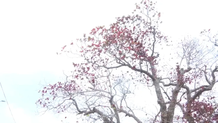 Côn Đảo: Đẹp thơ mộng, ngỡ ngàng mùa Bàng thay lá - Ảnh 1. Côn Đảo: Đẹp thơ mộng, ngỡ ngàng mùa Bàng thay lá - Ảnh 1.