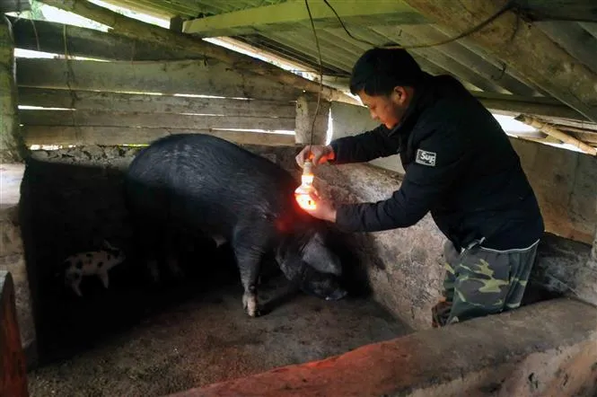 Rét đậm, rét hại khiến hàng trăm gia súc chết rét - Ảnh 3. Rét đậm, rét hại khiến hàng trăm gia súc chết rét - Ảnh 3.