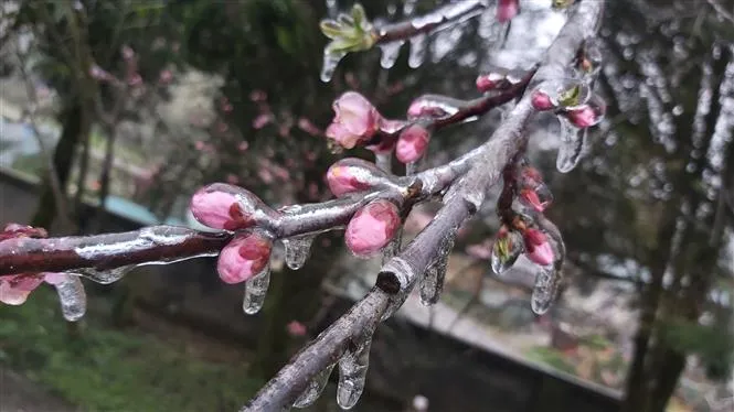 Ảnh: Lạnh sâu kéo dài, băng tuyết phủ trắng nhiều nơi ở Hà Giang - Ảnh 3. Ảnh: Lạnh sâu kéo dài, băng tuyết phủ trắng nhiều nơi ở Hà Giang - Ảnh 3.