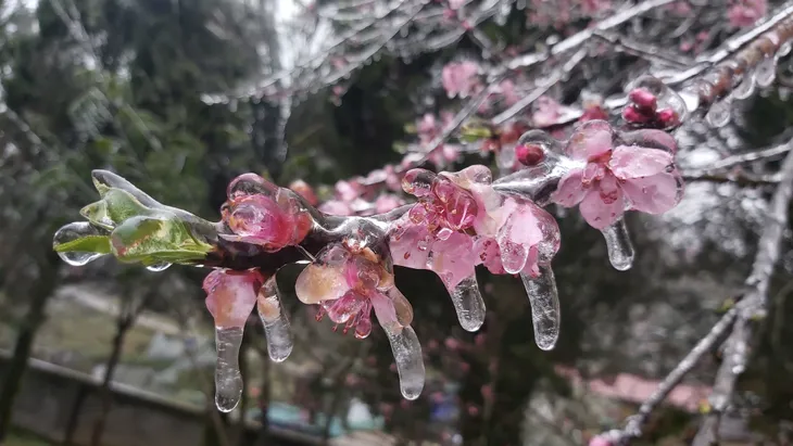 Ảnh: Lạnh sâu kéo dài, băng tuyết phủ trắng nhiều nơi ở Hà Giang - Ảnh 2. Ảnh: Lạnh sâu kéo dài, băng tuyết phủ trắng nhiều nơi ở Hà Giang - Ảnh 2.