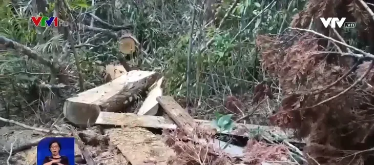 Rừng pơ mu tự nhiên trước nguy cơ bị xóa sổ - Ảnh 1. Rừng pơ mu tự nhiên trước nguy cơ bị xóa sổ - Ảnh 1.