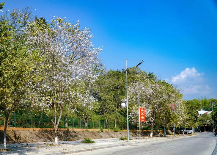 Ảnh: Hoa ban bung nở khắp phố núi Điện Biên - Ảnh 2. Ảnh: Hoa ban bung nở khắp phố núi Điện Biên - Ảnh 2.