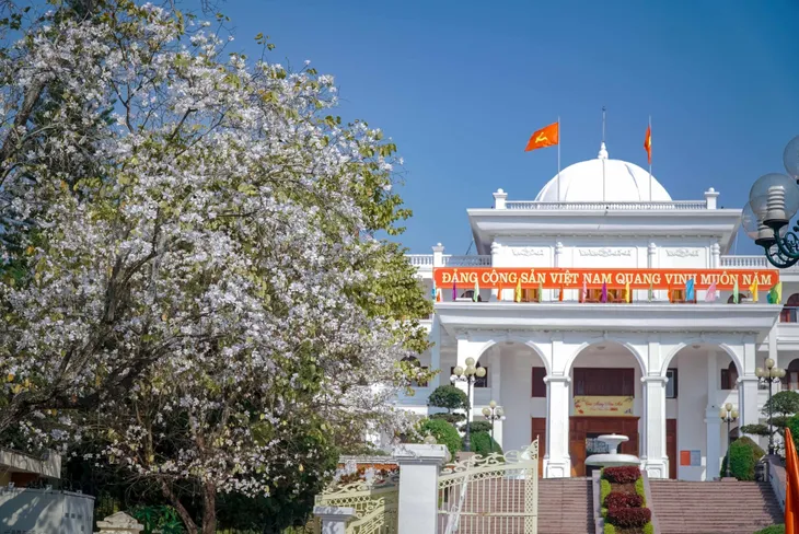 Ảnh: Hoa ban bung nở khắp phố núi Điện Biên - Ảnh 5. Ảnh: Hoa ban bung nở khắp phố núi Điện Biên - Ảnh 5.