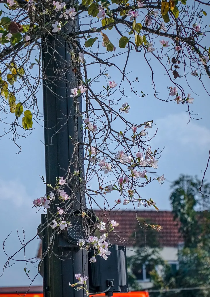 Ảnh: Hoa ban bung nở khắp phố núi Điện Biên - Ảnh 9. Ảnh: Hoa ban bung nở khắp phố núi Điện Biên - Ảnh 9.