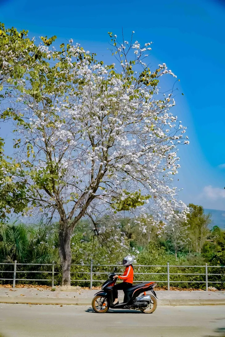 Ảnh: Hoa ban bung nở khắp phố núi Điện Biên - Ảnh 11. Ảnh: Hoa ban bung nở khắp phố núi Điện Biên - Ảnh 11.