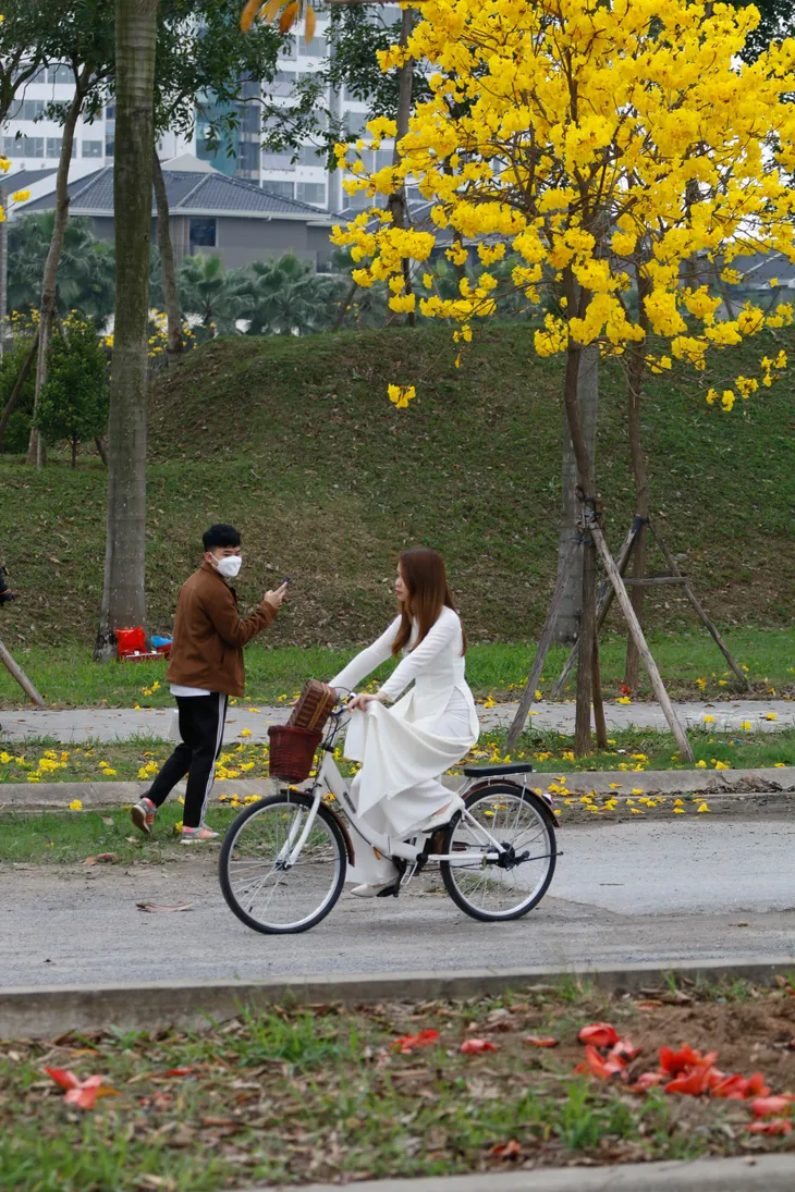 Người dân Hà Nội nô nức đi chụp ảnh con đường hoa Chuông vàng - Ảnh 5. Người dân Hà Nội nô nức đi chụp ảnh con đường hoa Chuông vàng - Ảnh 5.