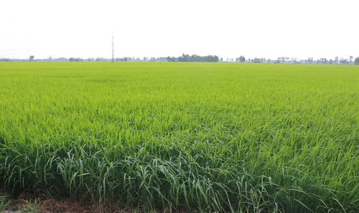 ĐBSCL ứng phó xâm nhập mặn giữa tháng 3 - Ảnh 2. ĐBSCL ứng phó xâm nhập mặn giữa tháng 3 - Ảnh 2.