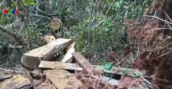 Tây Nguyên vẫn nhức nhối tình trạng phá rừng - Ảnh 1. Tây Nguyên vẫn nhức nhối tình trạng phá rừng - Ảnh 1.