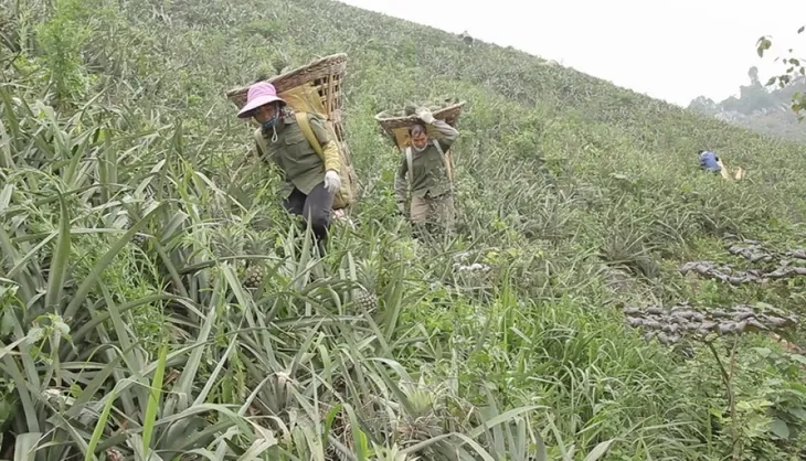 Hỗ trợ tiêu thụ dứa xuất khẩu sang Nga - Ảnh 1. Hỗ trợ tiêu thụ dứa xuất khẩu sang Nga - Ảnh 1.