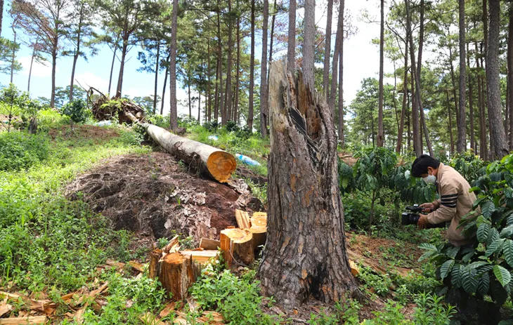 Gần 1,9 ha rừng bị tàn phá: Đình chỉ công tác Chủ tịch xã Lộc Phú - Ảnh 2. Gần 1,9 ha rừng bị tàn phá: Đình chỉ công tác Chủ tịch xã Lộc Phú - Ảnh 2.