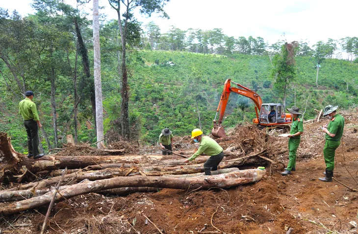 Gần 1,9 ha rừng bị tàn phá: Đình chỉ công tác Chủ tịch xã Lộc Phú - Ảnh 1. Gần 1,9 ha rừng bị tàn phá: Đình chỉ công tác Chủ tịch xã Lộc Phú - Ảnh 1.