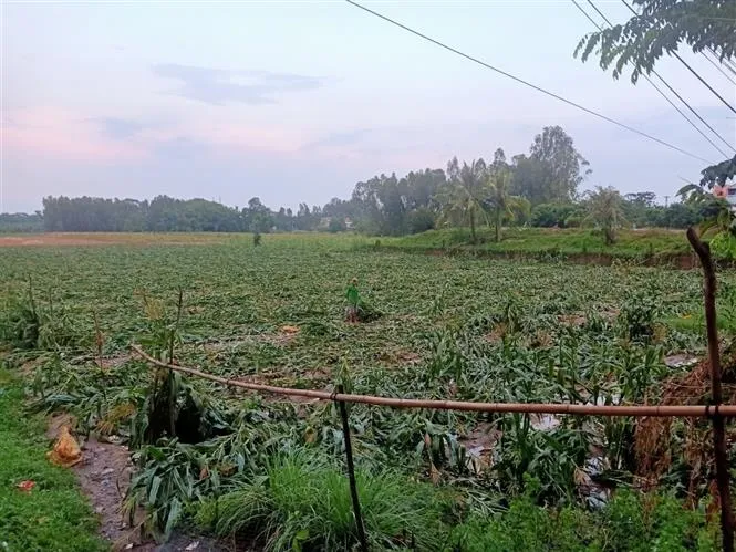 An Giang: Giông lốc khiến 158 căn nhà bị sập và tốc mái - Ảnh 2. An Giang: Giông lốc khiến 158 căn nhà bị sập và tốc mái - Ảnh 2.