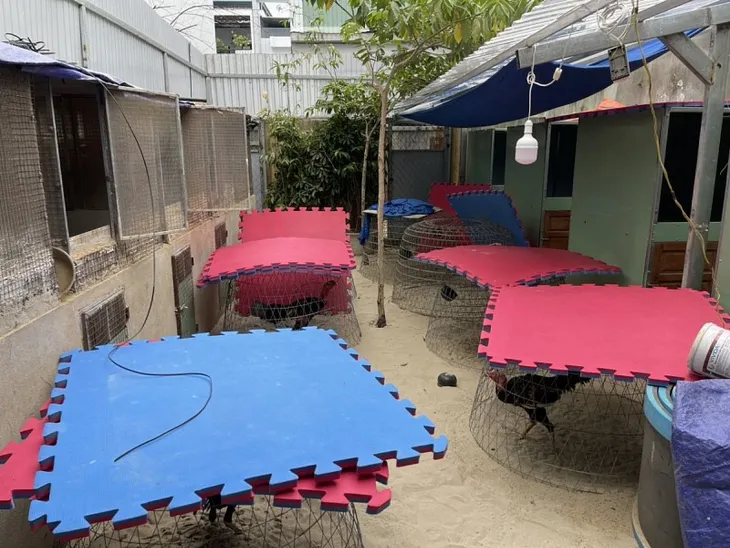 Đà Nẵng: Triệt phá trường gà bắt giữ 40 đối tượng - Ảnh 2. Đà Nẵng: Triệt phá trường gà bắt giữ 40 đối tượng - Ảnh 2.