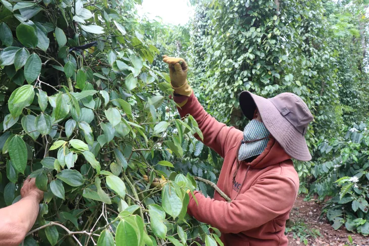 Hồ tiêu được giá sau nhiều năm thấp kỷ lục - Ảnh 1. Hồ tiêu được giá sau nhiều năm thấp kỷ lục - Ảnh 1.