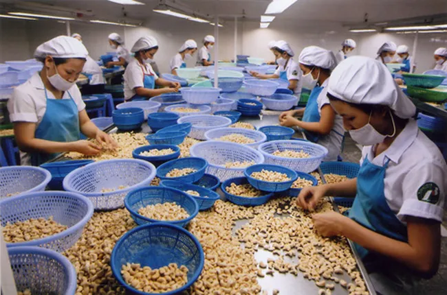 Nhiều doanh nghiệp xuất khẩu điều có nguy cơ mất hàng trăm triệu USD - Ảnh 1. Nhiều doanh nghiệp xuất khẩu điều có nguy cơ mất hàng trăm triệu USD - Ảnh 1.