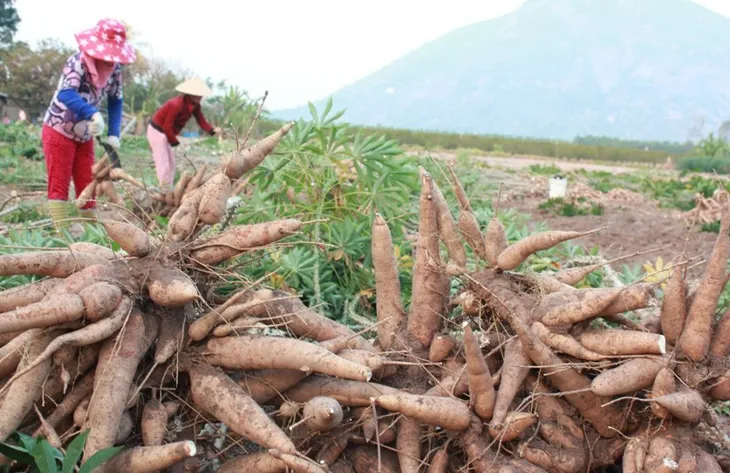 Trung Quốc gia tăng nhập khẩu sắn và tinh bột sắn của Việt Nam - Ảnh 2. Trung Quốc gia tăng nhập khẩu sắn và tinh bột sắn của Việt Nam - Ảnh 2.