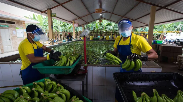 Chuối Ecuador chất đống không người mua, giá giảm mạnh - Ảnh 2. Chuối Ecuador chất đống không người mua, giá giảm mạnh - Ảnh 2.