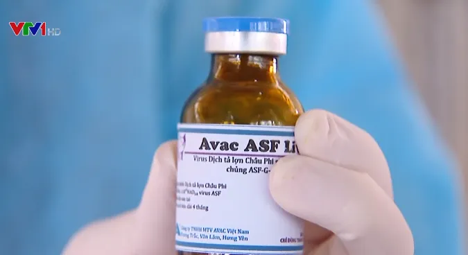 Tiêm thử nghiệm vaccine dịch tả lợn châu Phi - Ảnh 1. Tiêm thử nghiệm vaccine dịch tả lợn châu Phi - Ảnh 1.