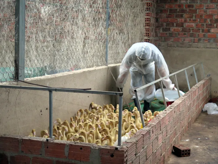 Kon Tum phát hiện ổ dịch H5N1, tiêu hủy 1.700 gia cầm - Ảnh 2. Kon Tum phát hiện ổ dịch H5N1, tiêu hủy 1.700 gia cầm - Ảnh 2.